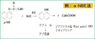 染色 原理 グラム