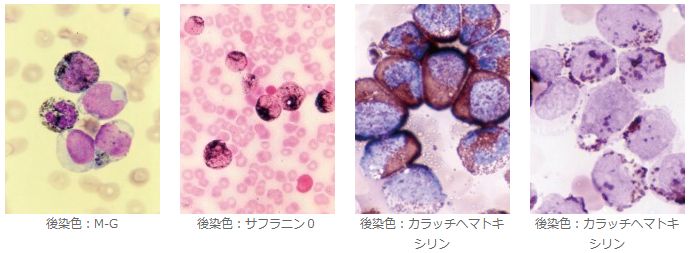 種々の後染色による陽性細胞