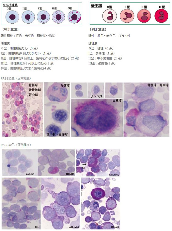 陽性態度