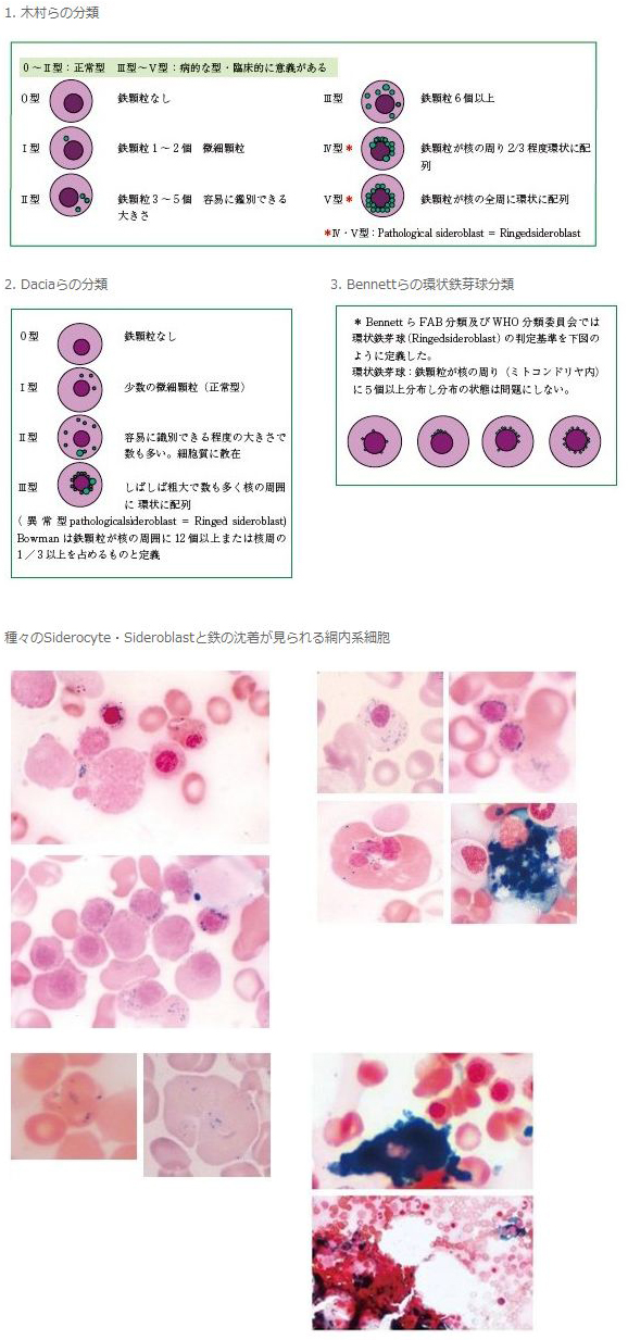 基準 値 赤血球