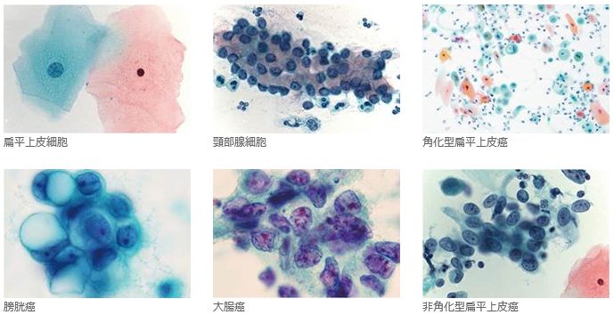 臨床検査用染色液 試薬及び顕微鏡用グラス 替刃等に貢献する武藤化学株式会社